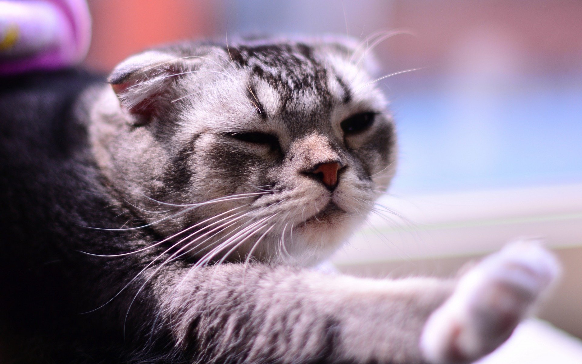 喵星人,猫,动物,萌宠