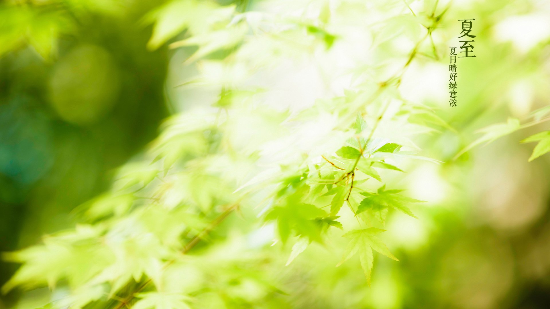 节气,二十四节气,夏至,中国,绿植