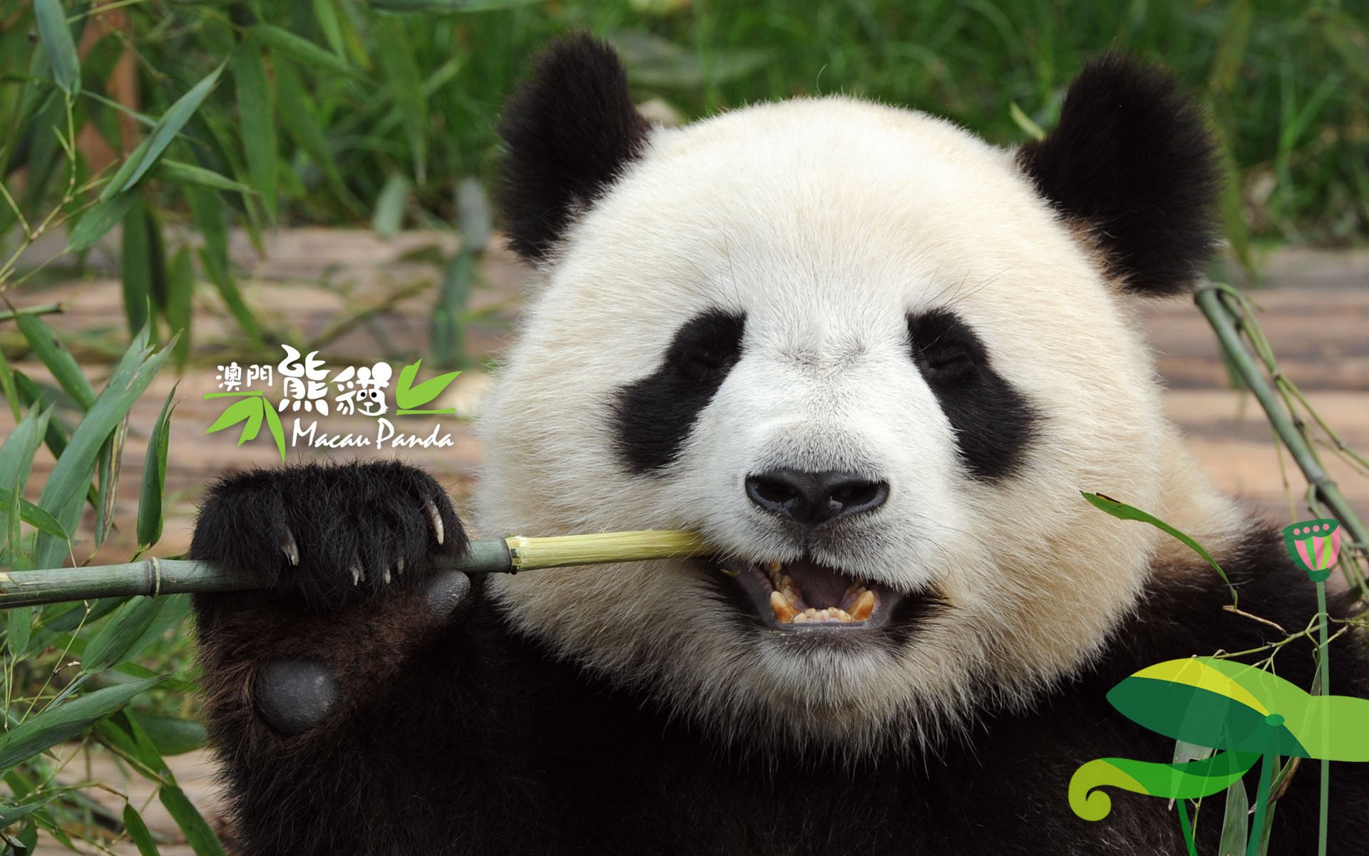 动物,大熊猫,国宝