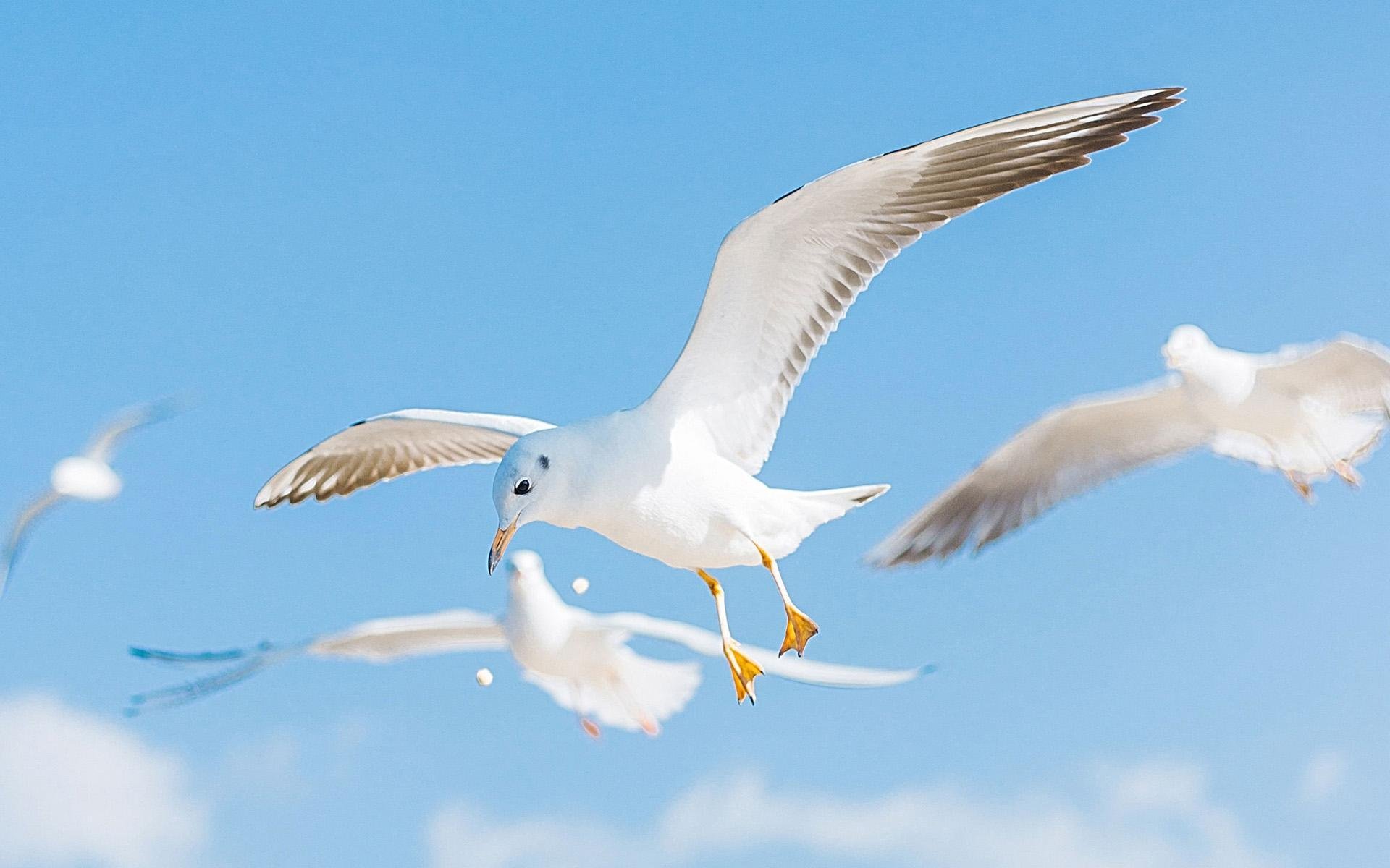 海鸥,蓝天,动物