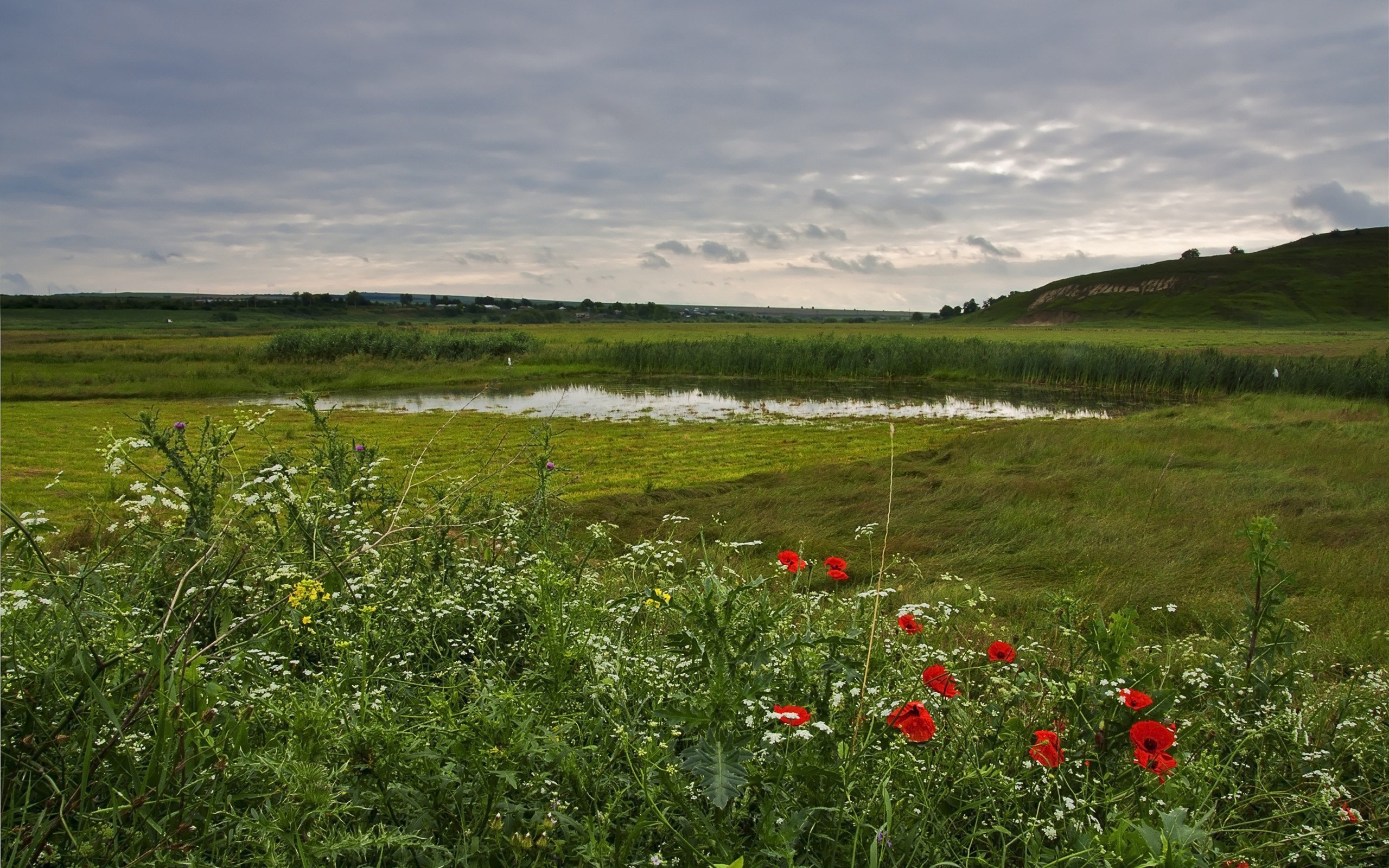 风景,草地,绿色