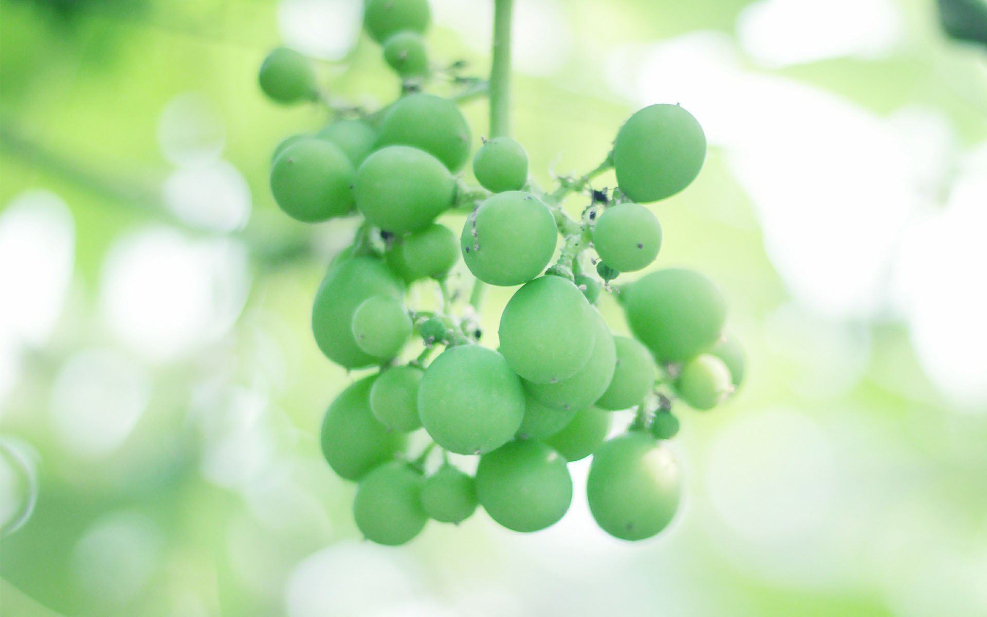 小清新,动感水果,葡萄