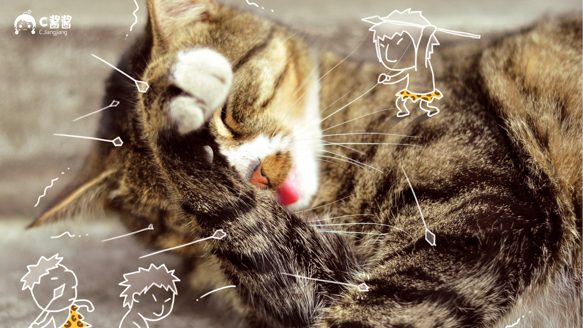 动物,萌宠,喵星人