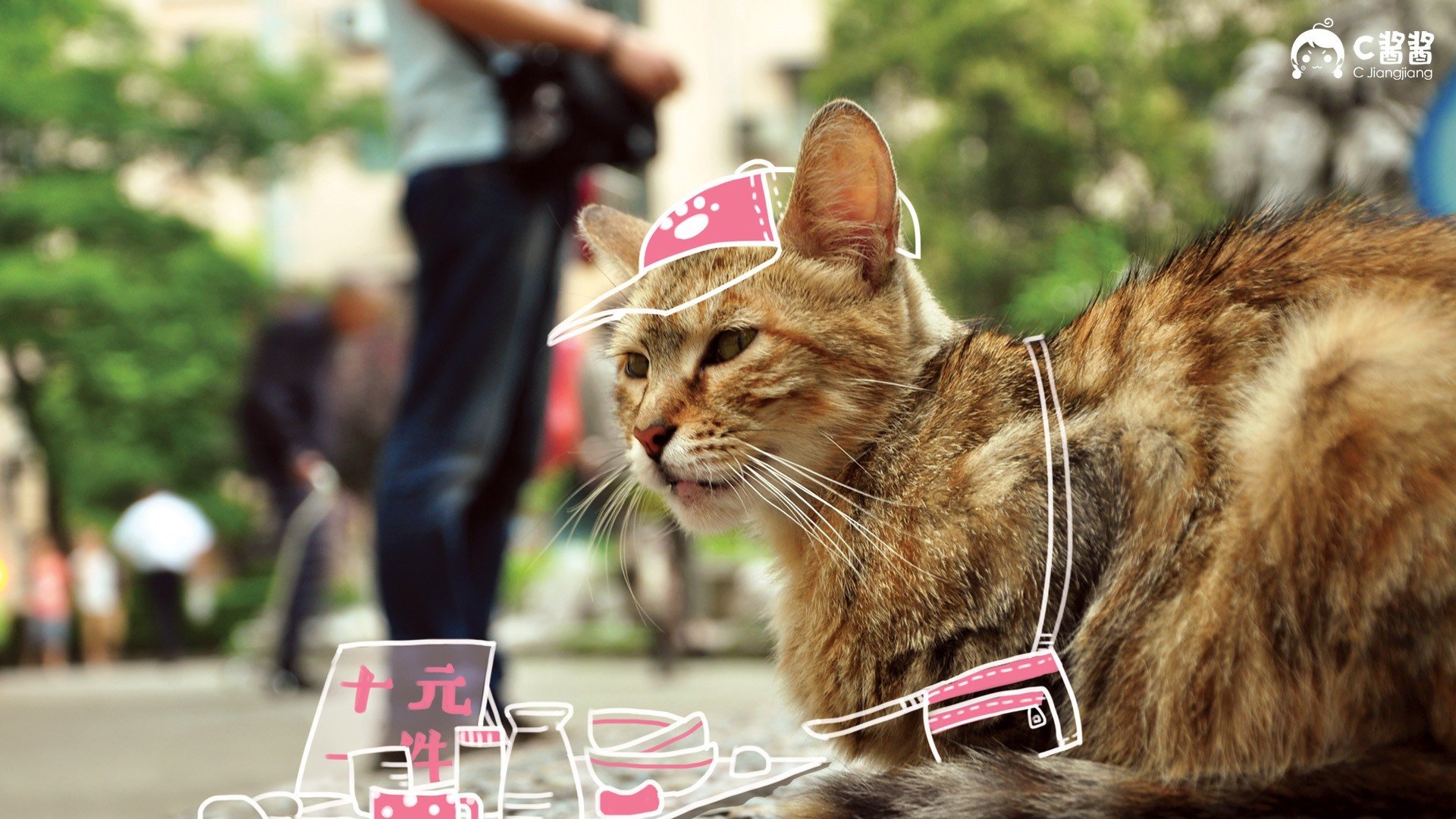 动物,萌宠,喵星人