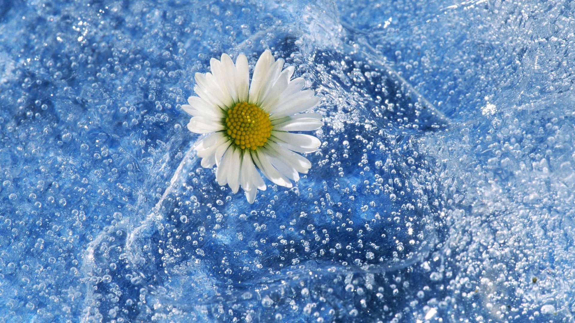 小清新,植物,舒缓压力