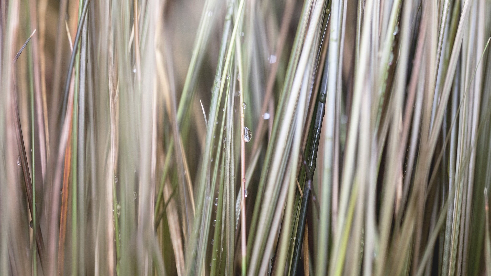 小清新,清新淡雅,植物,草,露珠