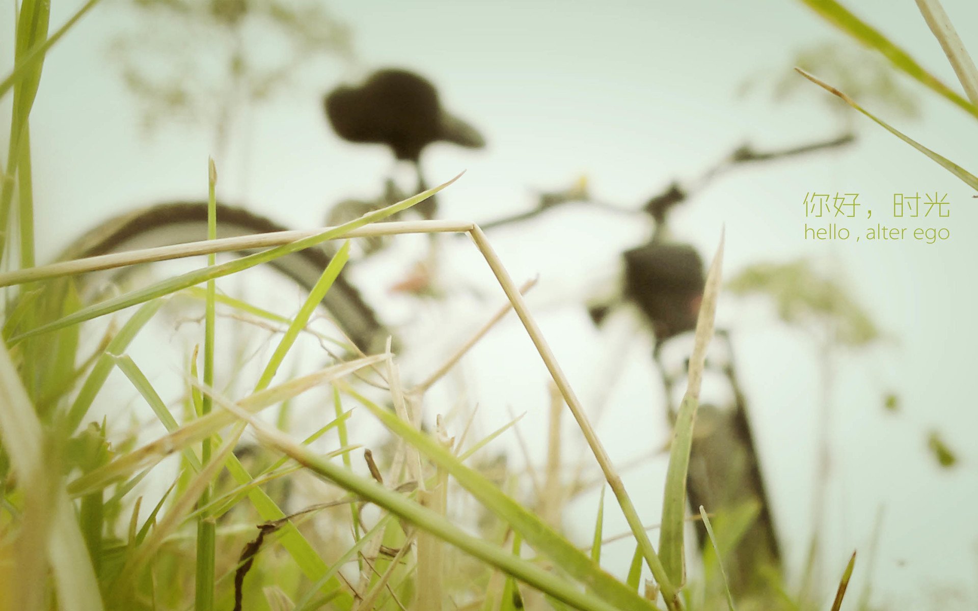 文字,唯美,时光