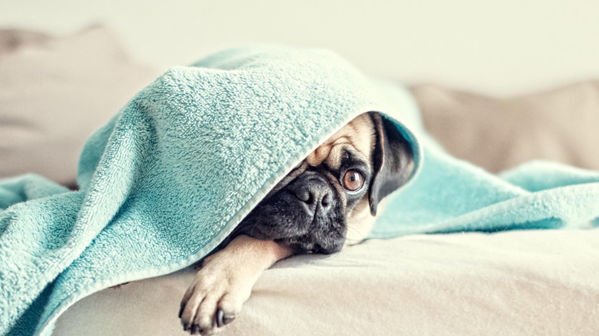 狗,汪星人,动物,巴哥犬,萌宠