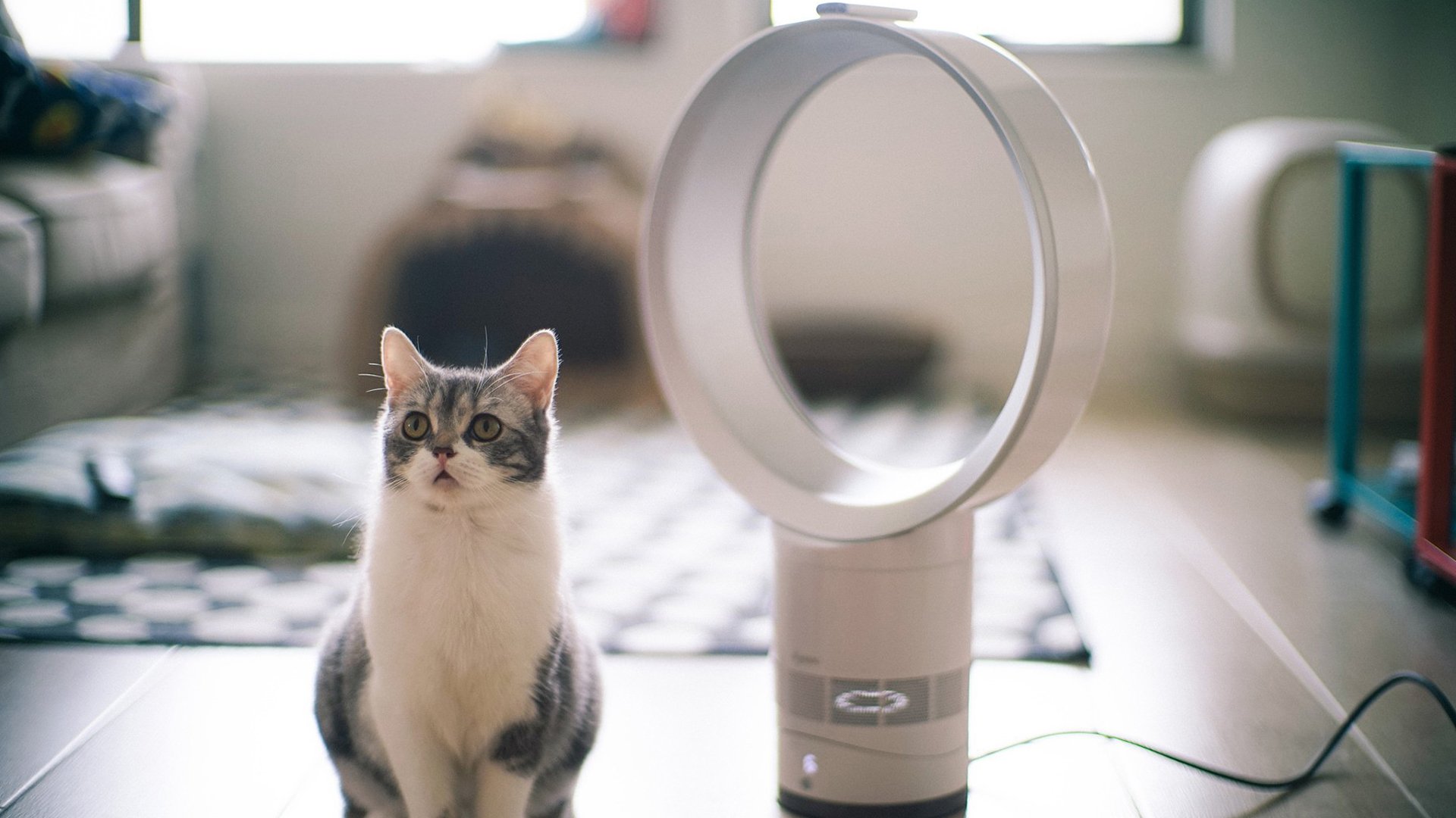 萌宠,喵星人,猫