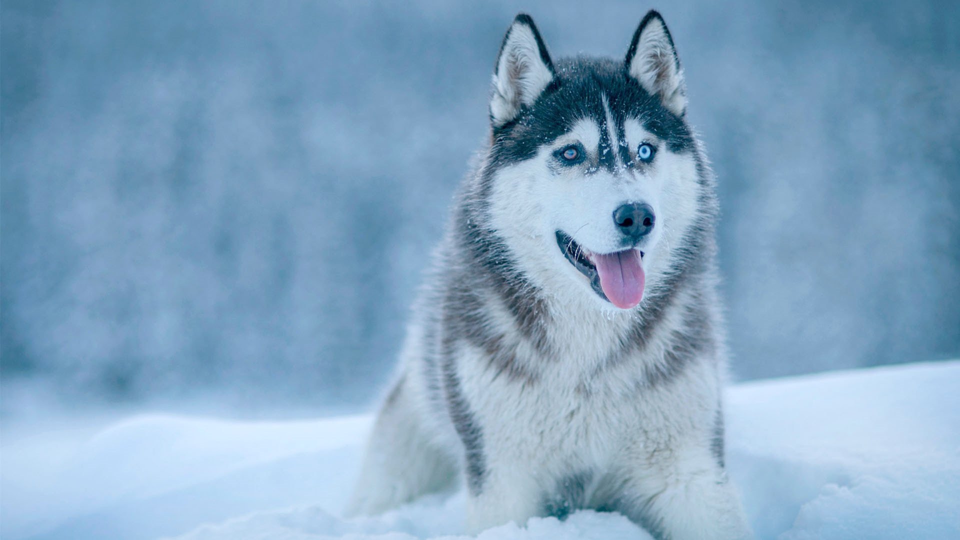 萌宠,动物,汪星人,哈士奇
