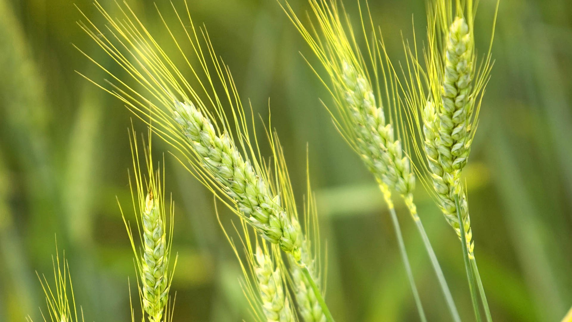 小清新,麦穗,护眼