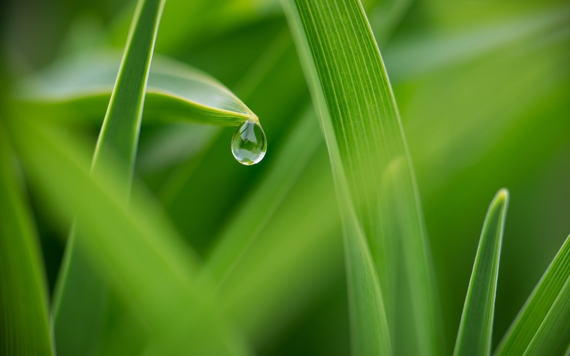 小清新,绿植,露珠