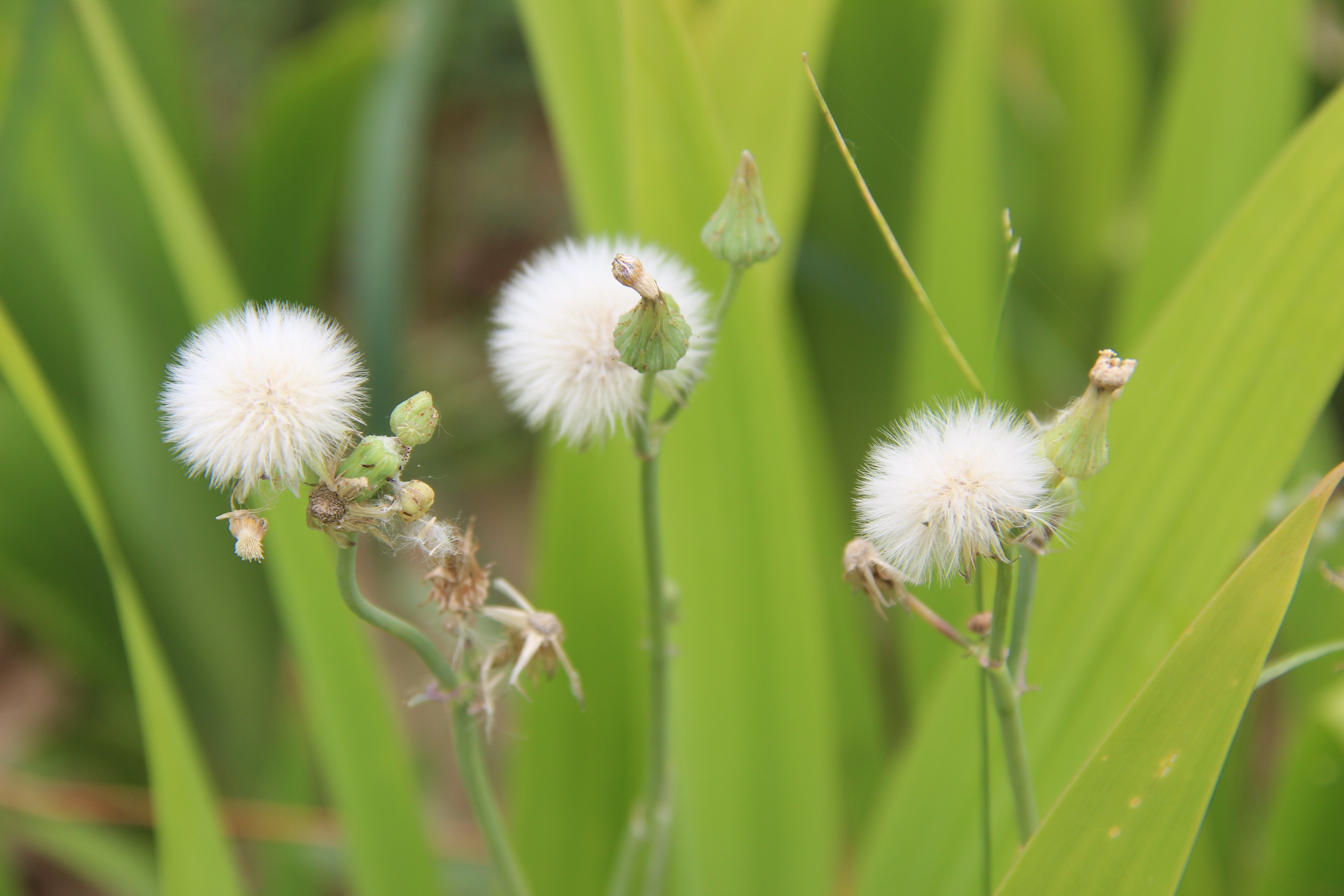 绿色,风景,护眼,植物