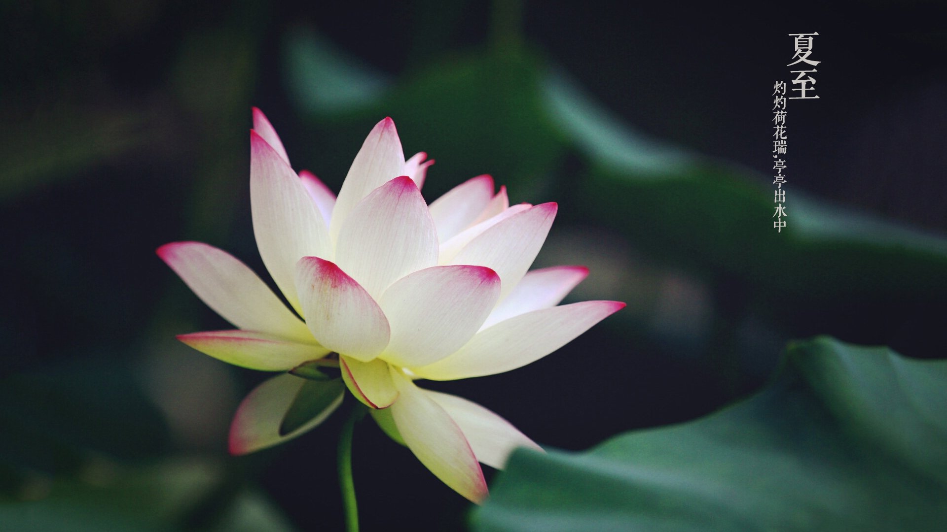 节气,二十四节气,夏至,中国,荷花