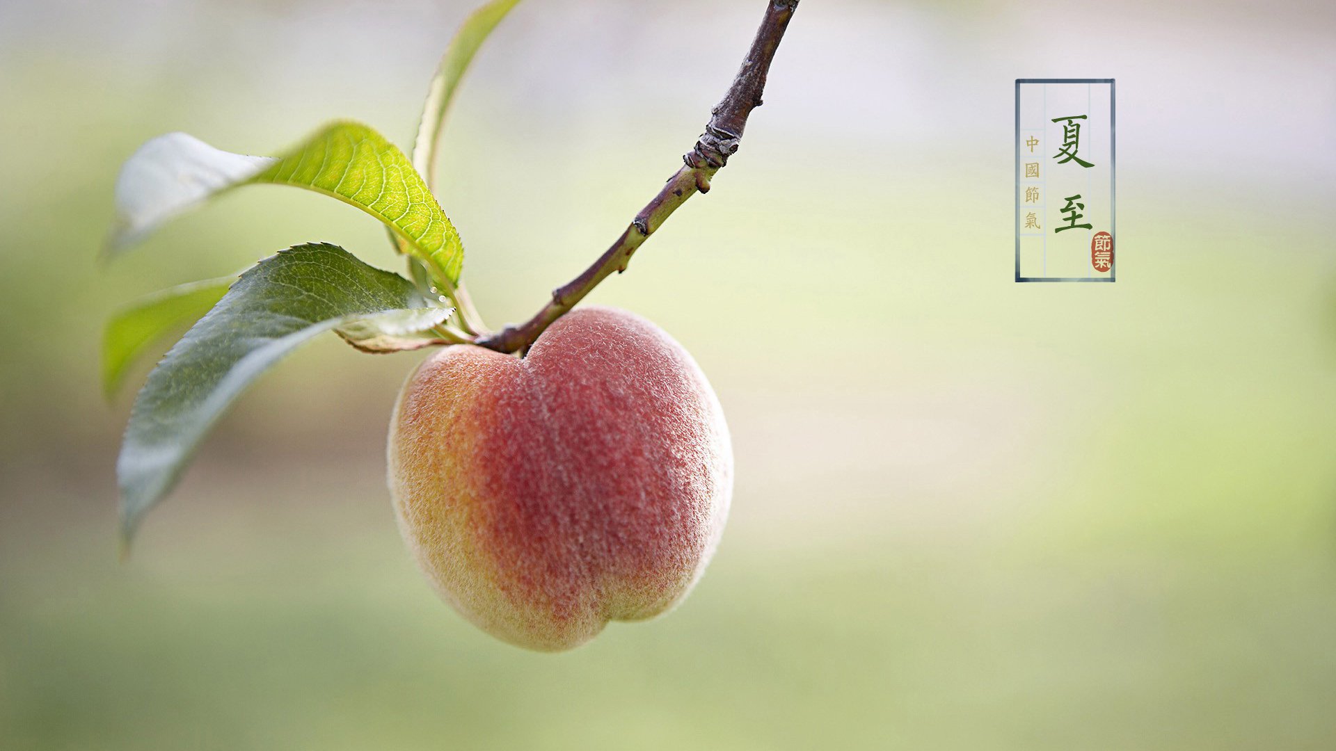 节气,二十四节气,夏至,中国,水果,水蜜桃