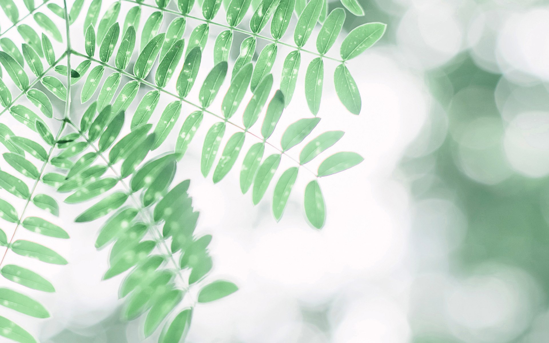 小清新,绿植,护眼