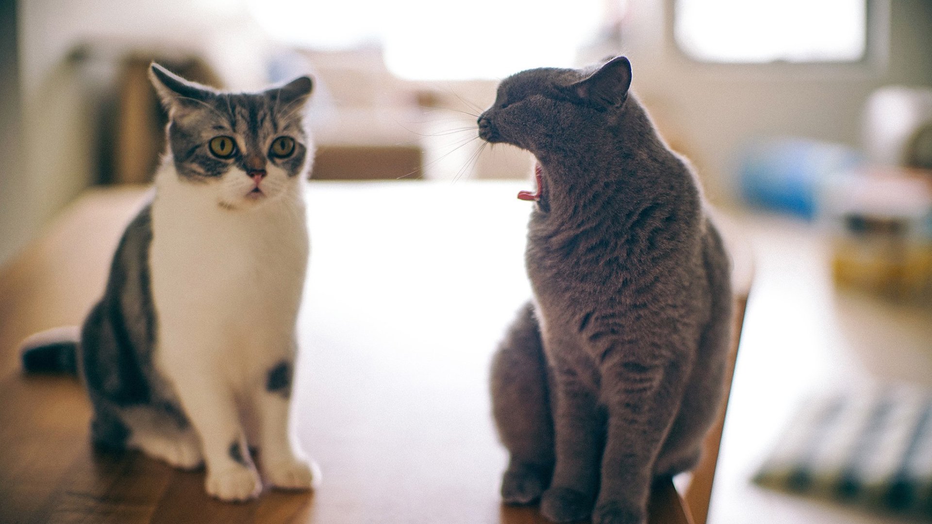 萌宠,动物,喵星人,猫