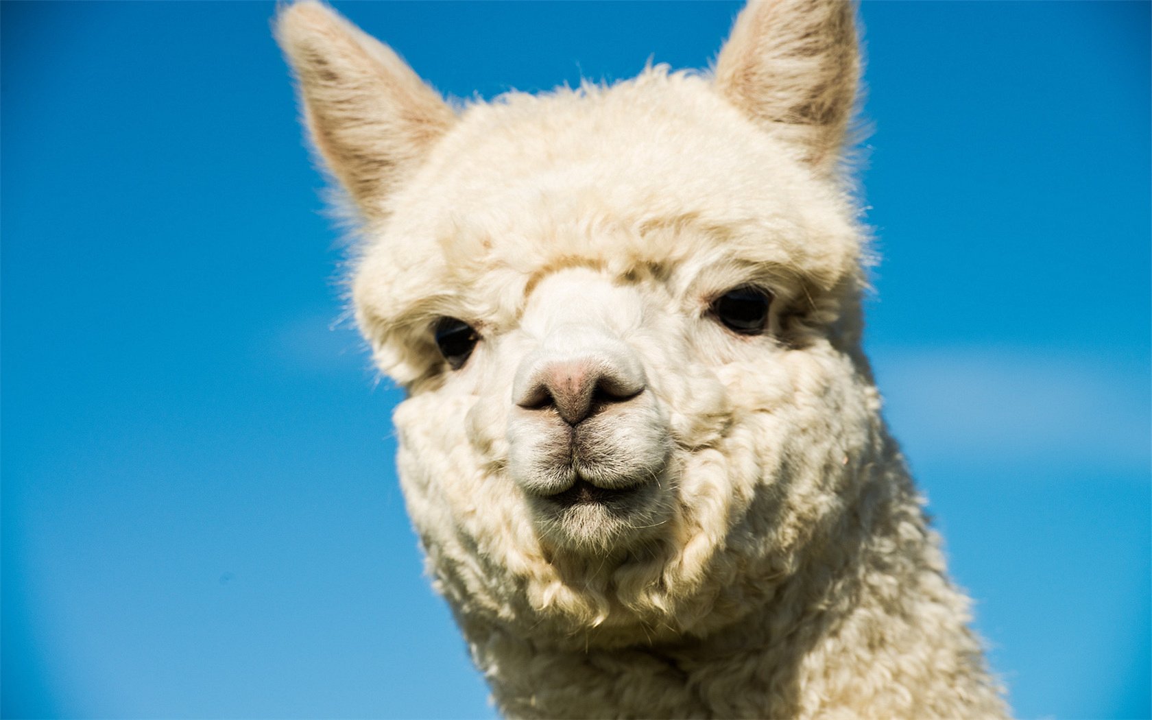 动物,羊驼,草泥马