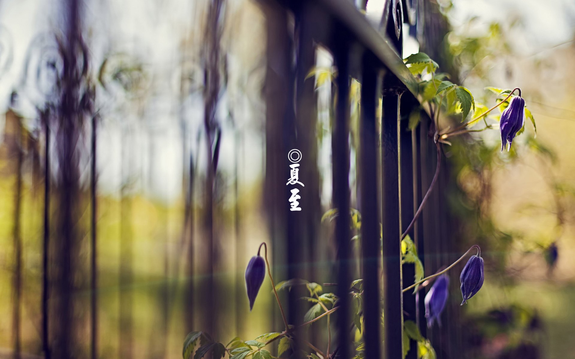 节气,二十四节气,夏至,中国,花卉,花朵