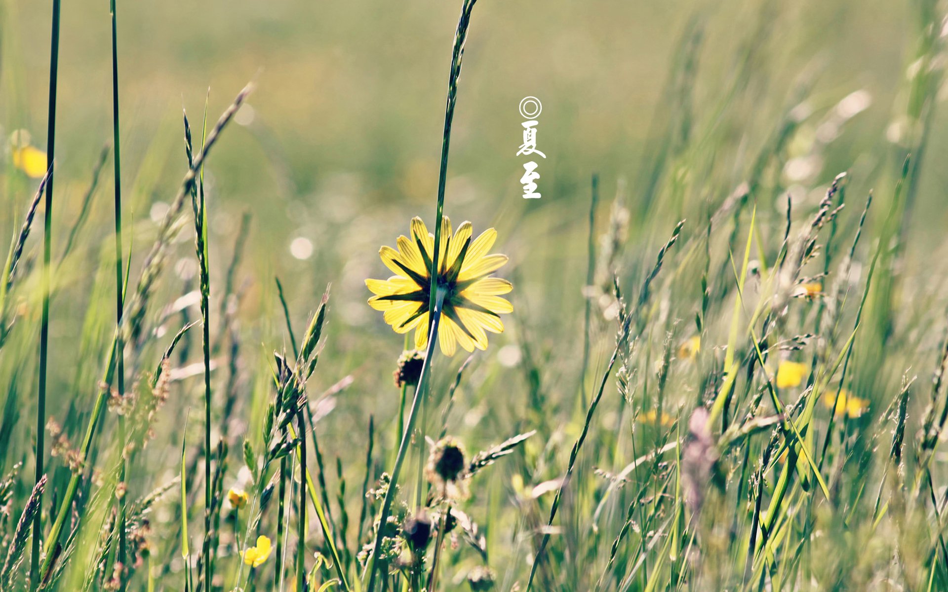 节气,二十四节气,夏至,中国,花卉