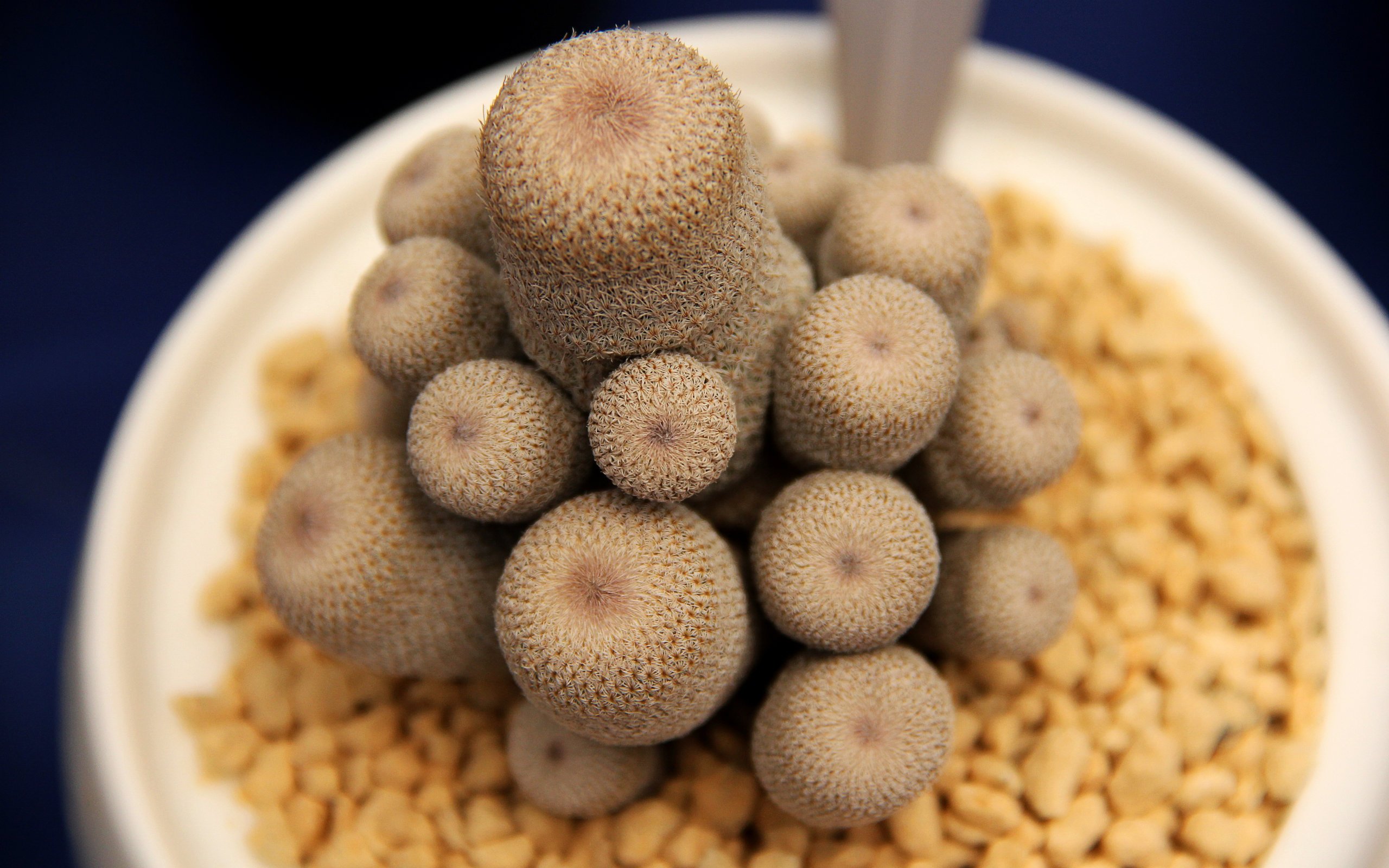 小清新,植物,多肉