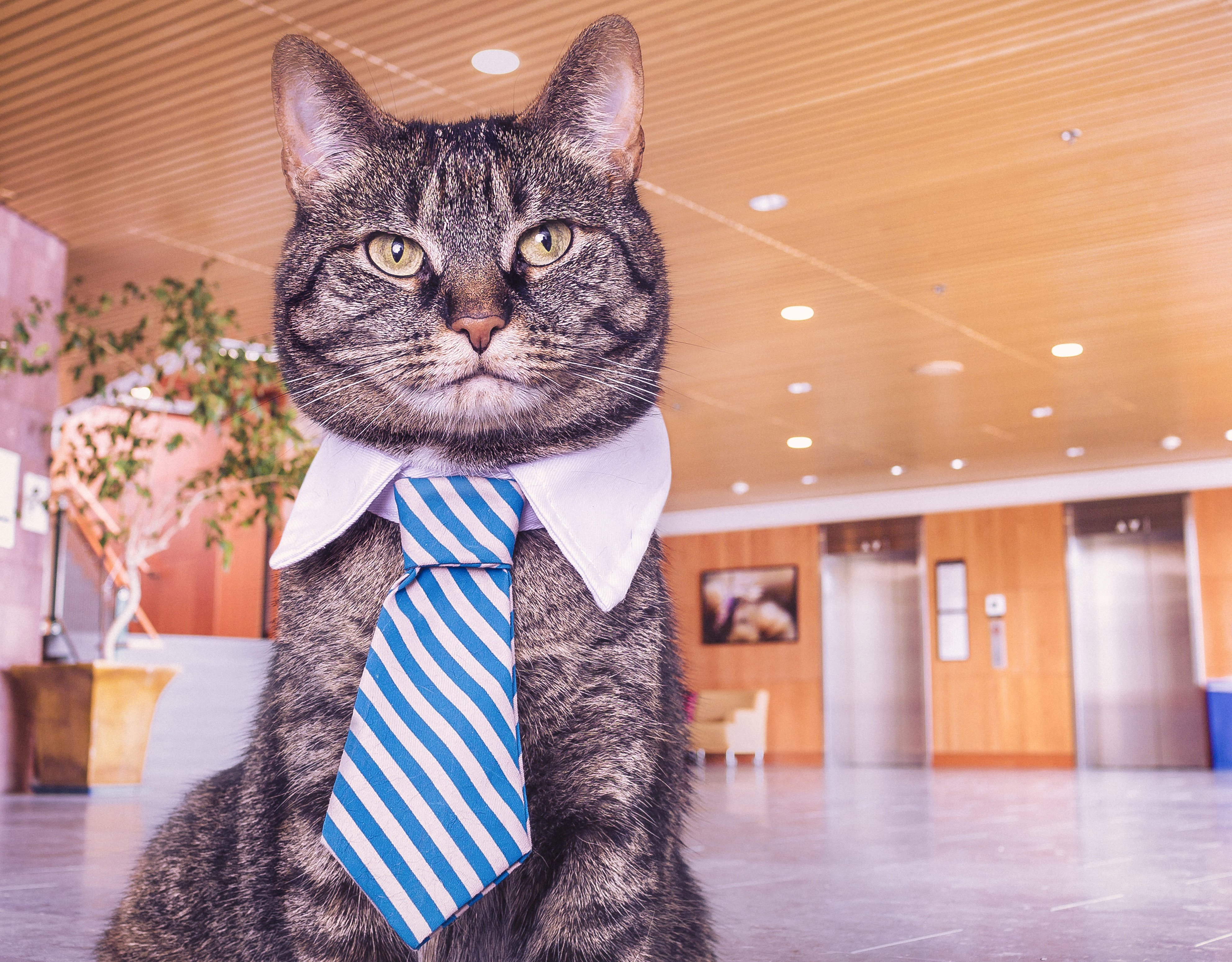 4K,动物,喵星人,猫