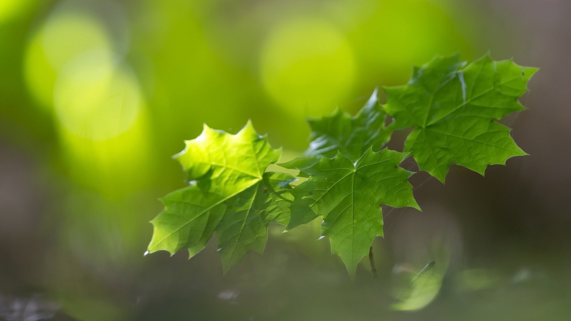 小清新,绿植,护眼壁纸