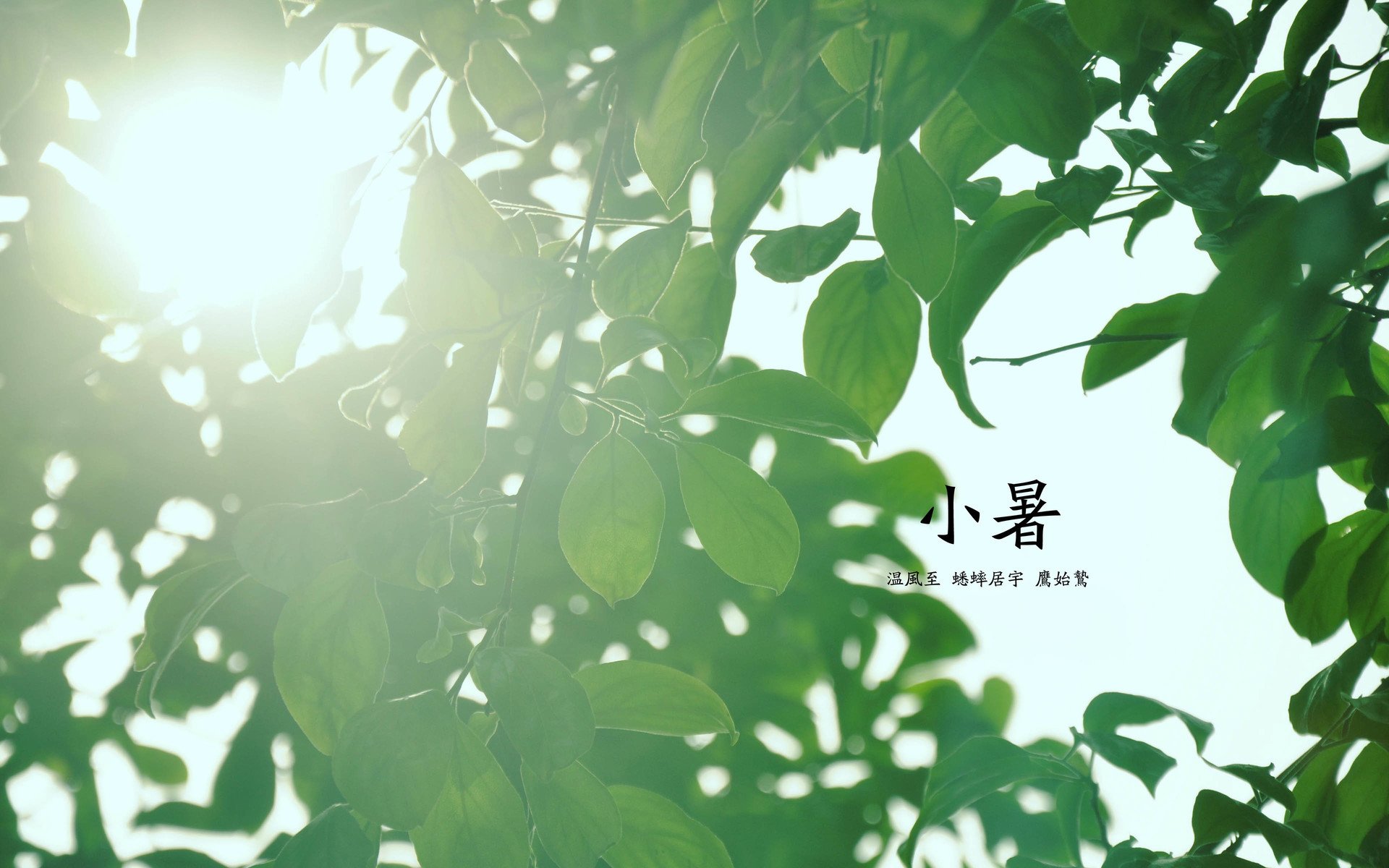 节气,二十四节气,小暑,树叶,阳光