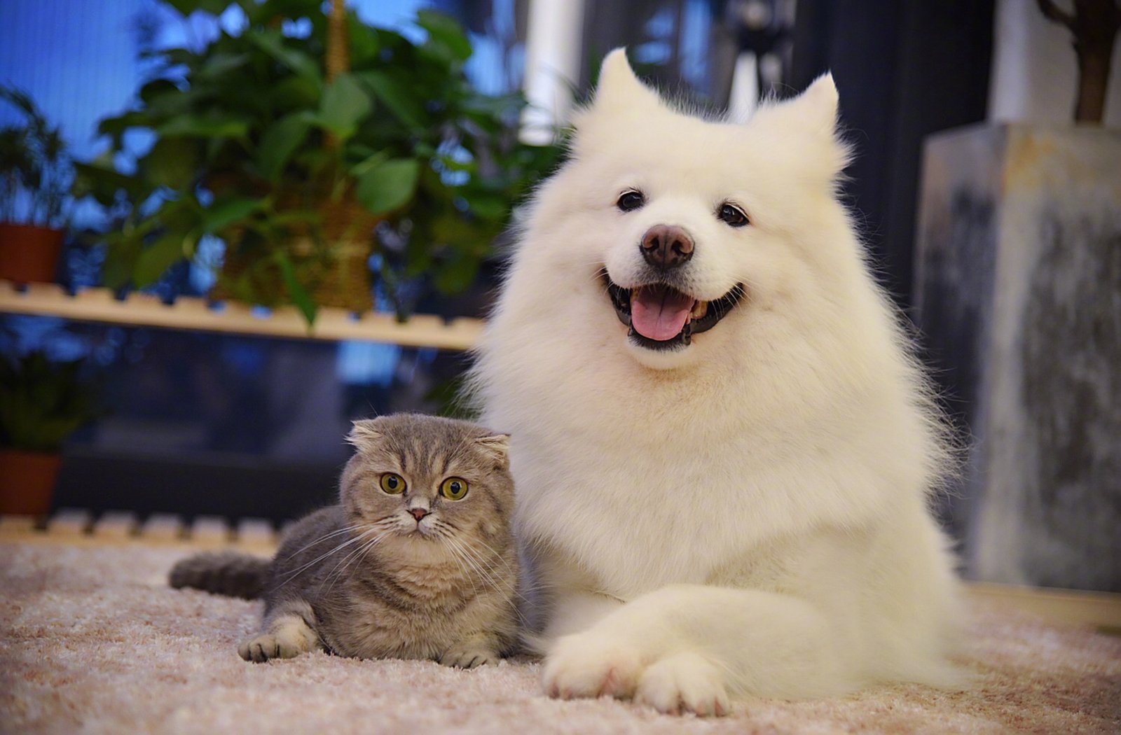 萌宠,动物,喵星人,汪星人,萨摩耶