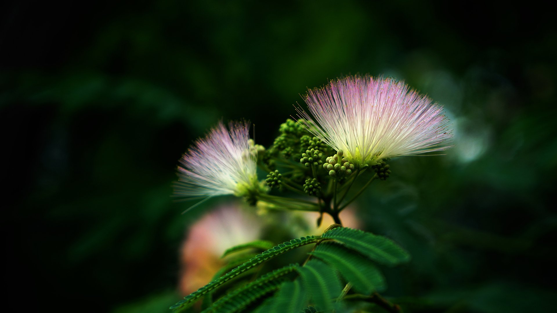 小清新,鸟语花香,唯美,合欢花,花朵