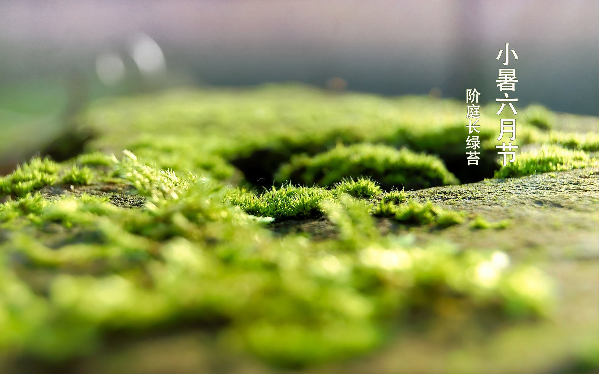 节气,二十四节气,小暑,青苔