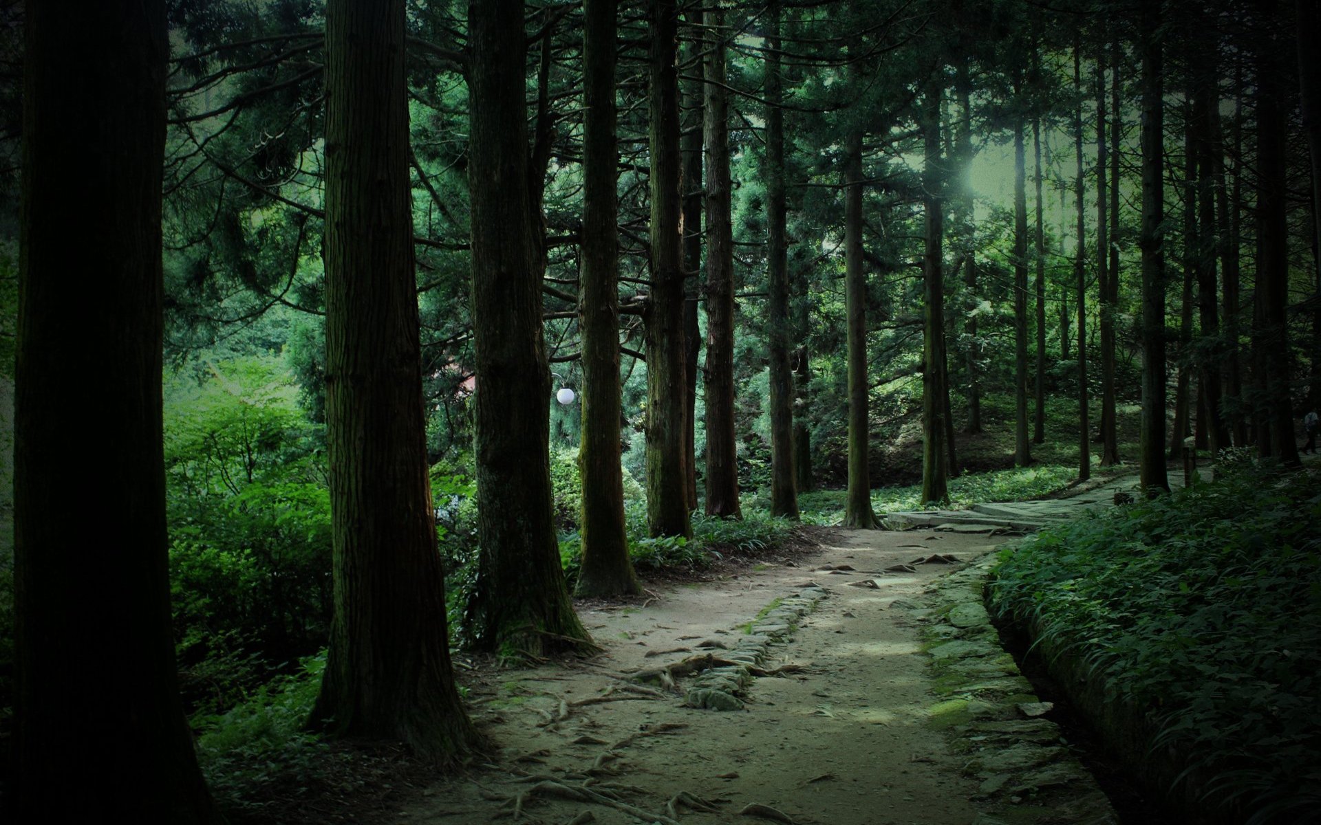风景,自然风光,森林