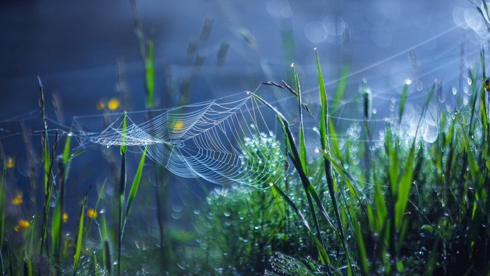 小清新,清新淡雅,草地