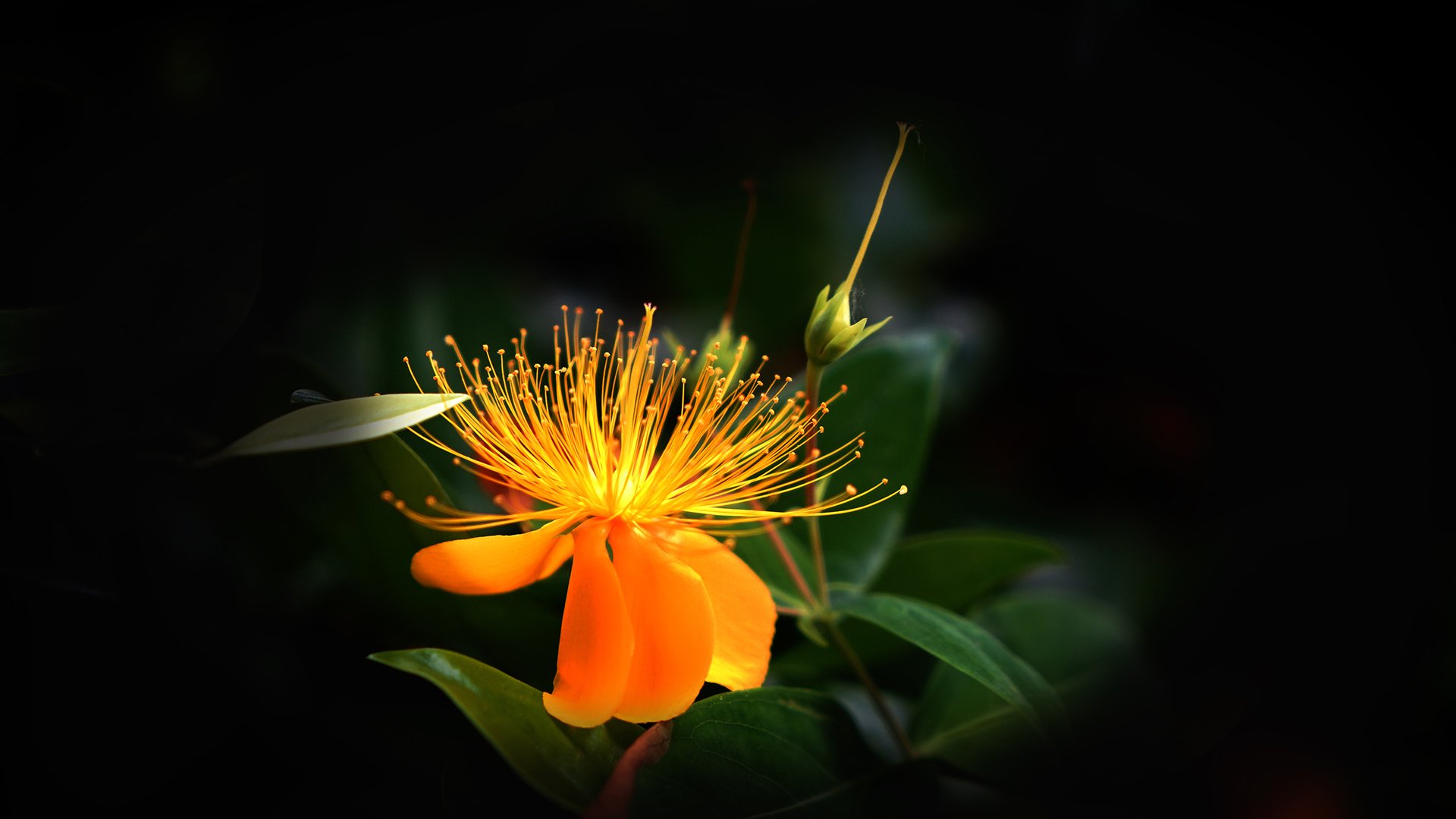 小清新,花朵,花卉,娇艳欲滴,金丝桃,植物