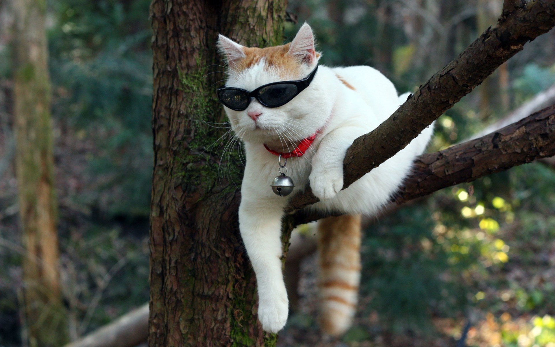 萌宠,动物,喵星人,猫,猫叔