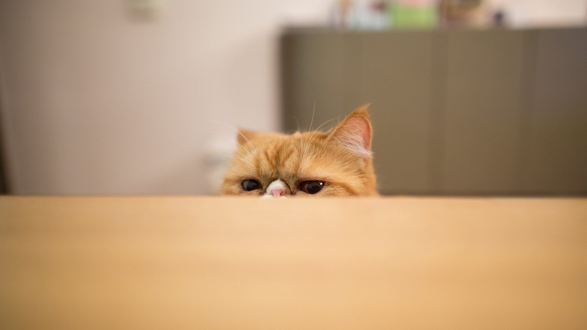 萌宠,动物,喵星人,古灵精怪,猫