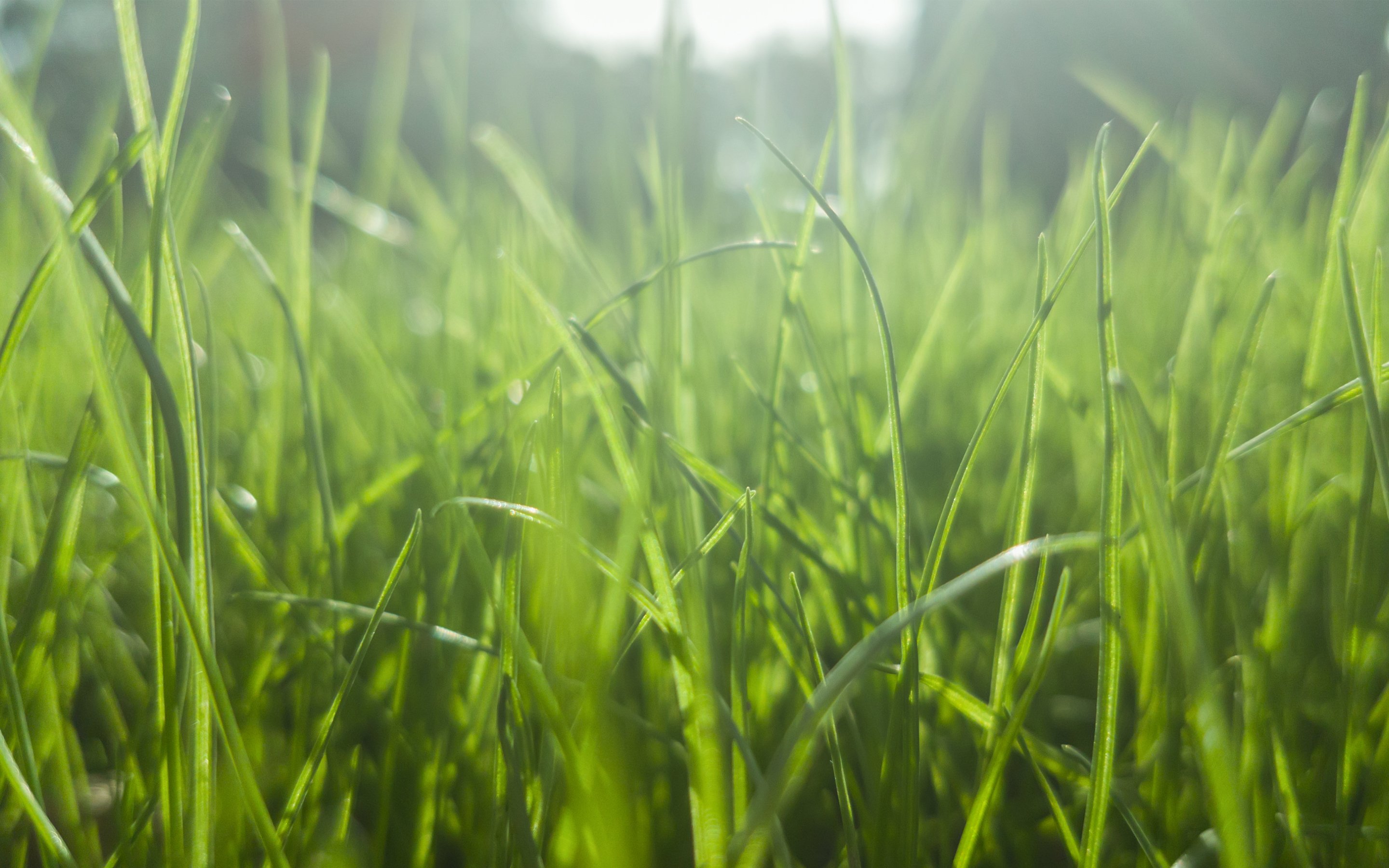 小清新,护眼,绿色,草地