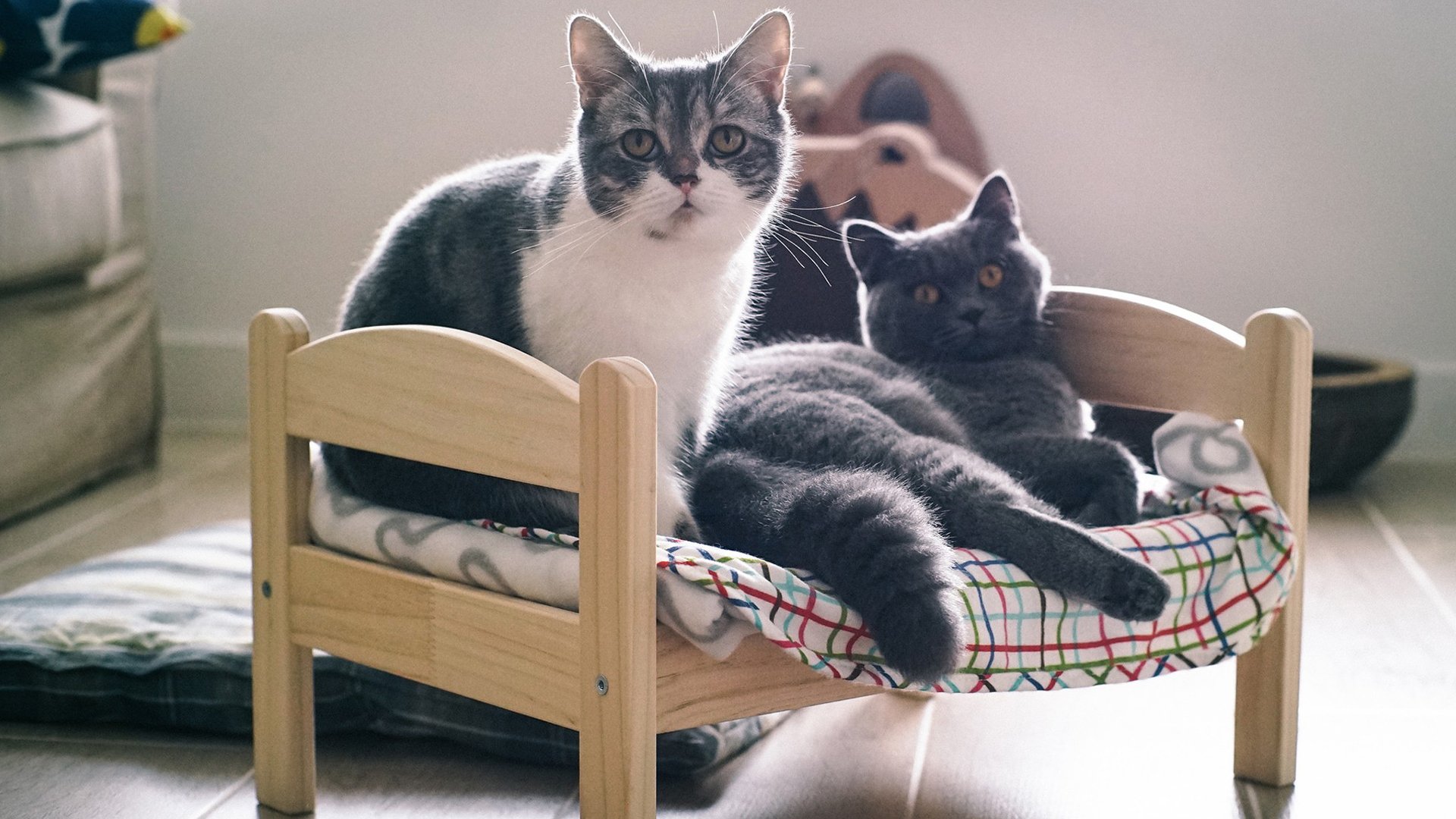 萌宠,动物,喵星人,猫