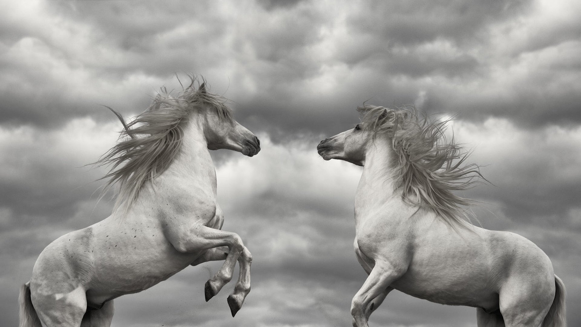 动物,野生动物,马