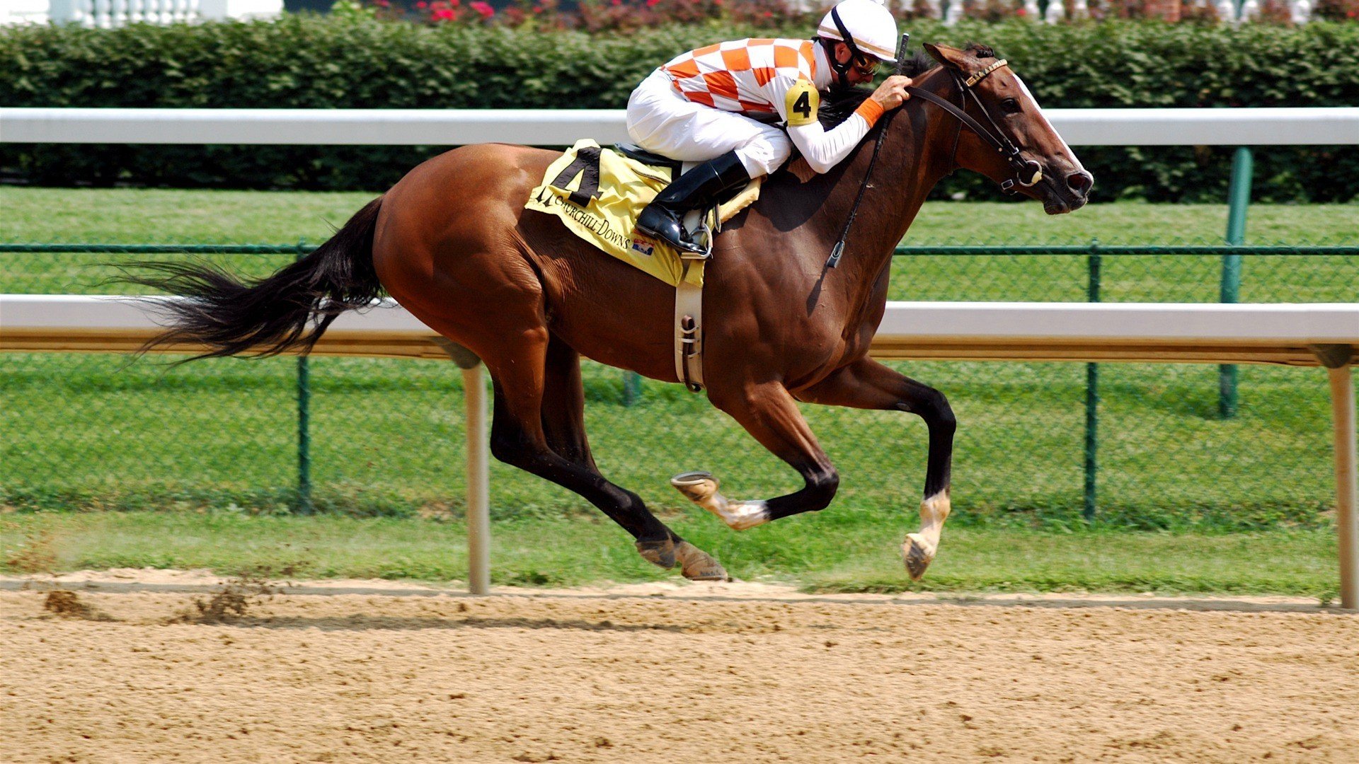 体育,运动,马术