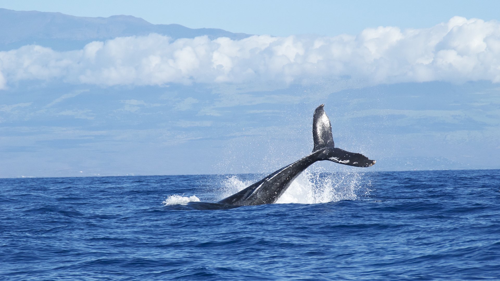 动物,鲸鱼,海底世界