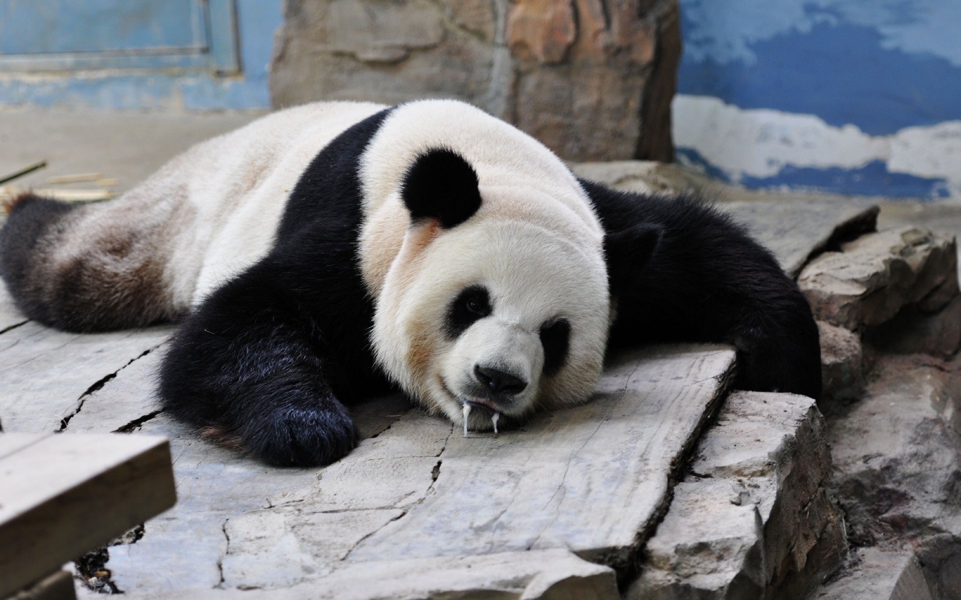 动物,萌宠,熊猫,国宝