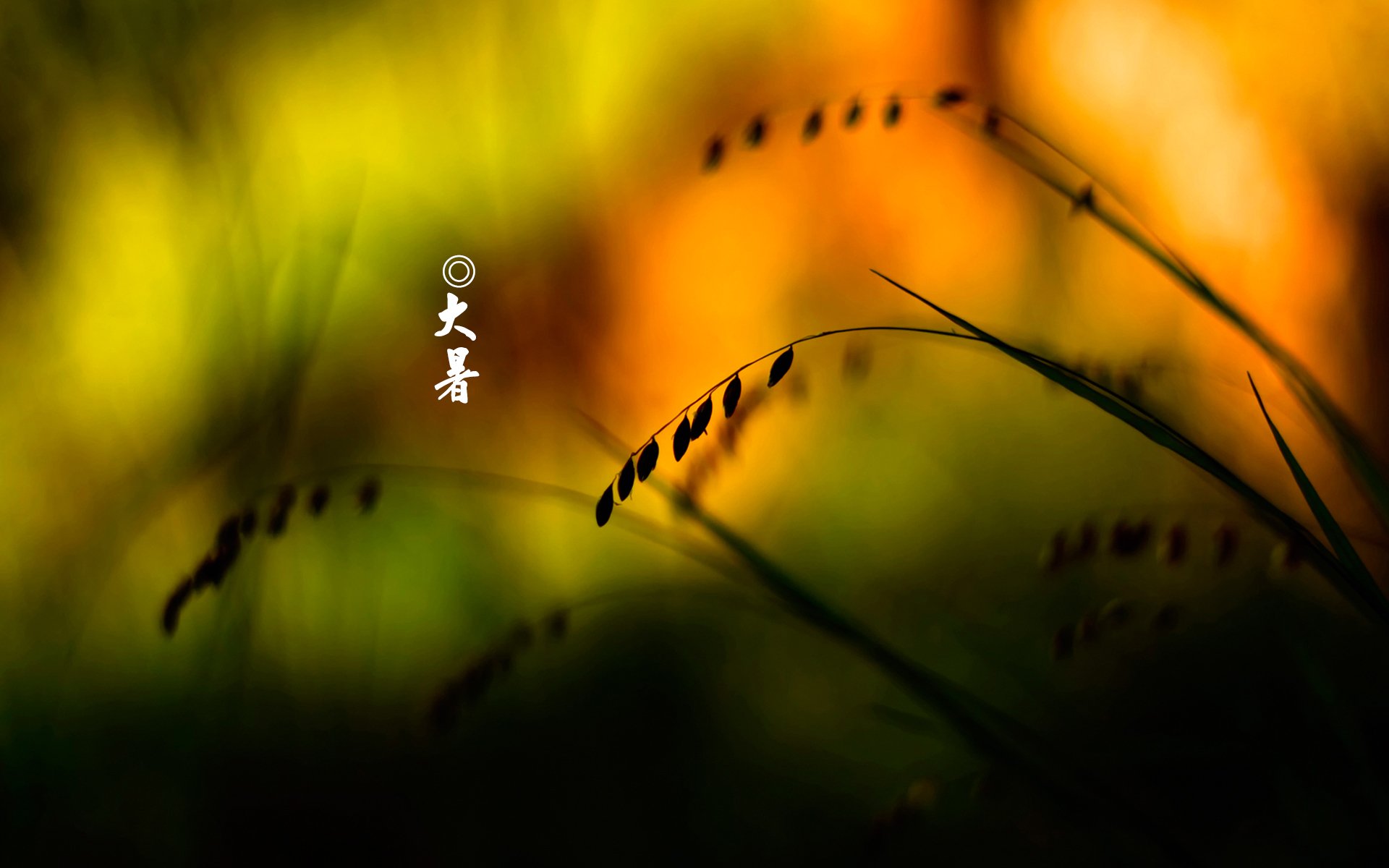 二十四节气,大暑