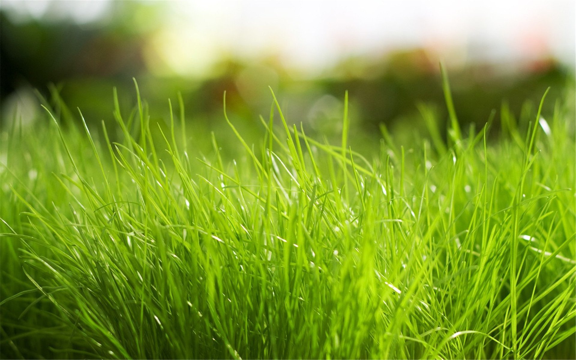 小清新,护眼壁纸,绿色,草