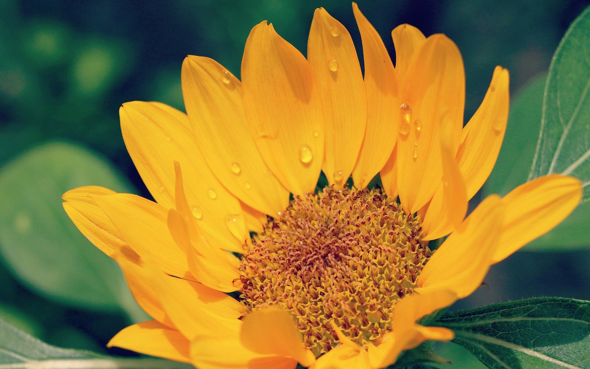 小清新,鸟语花香,向日葵