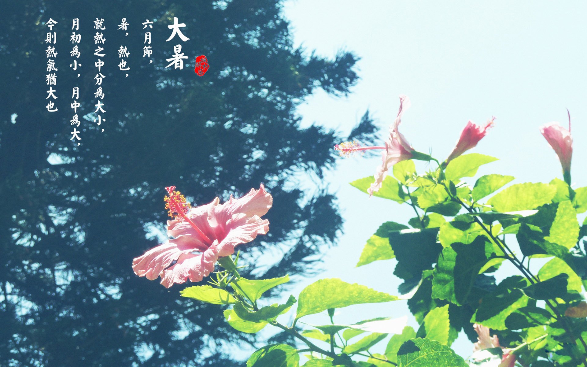 二十四节气,大暑