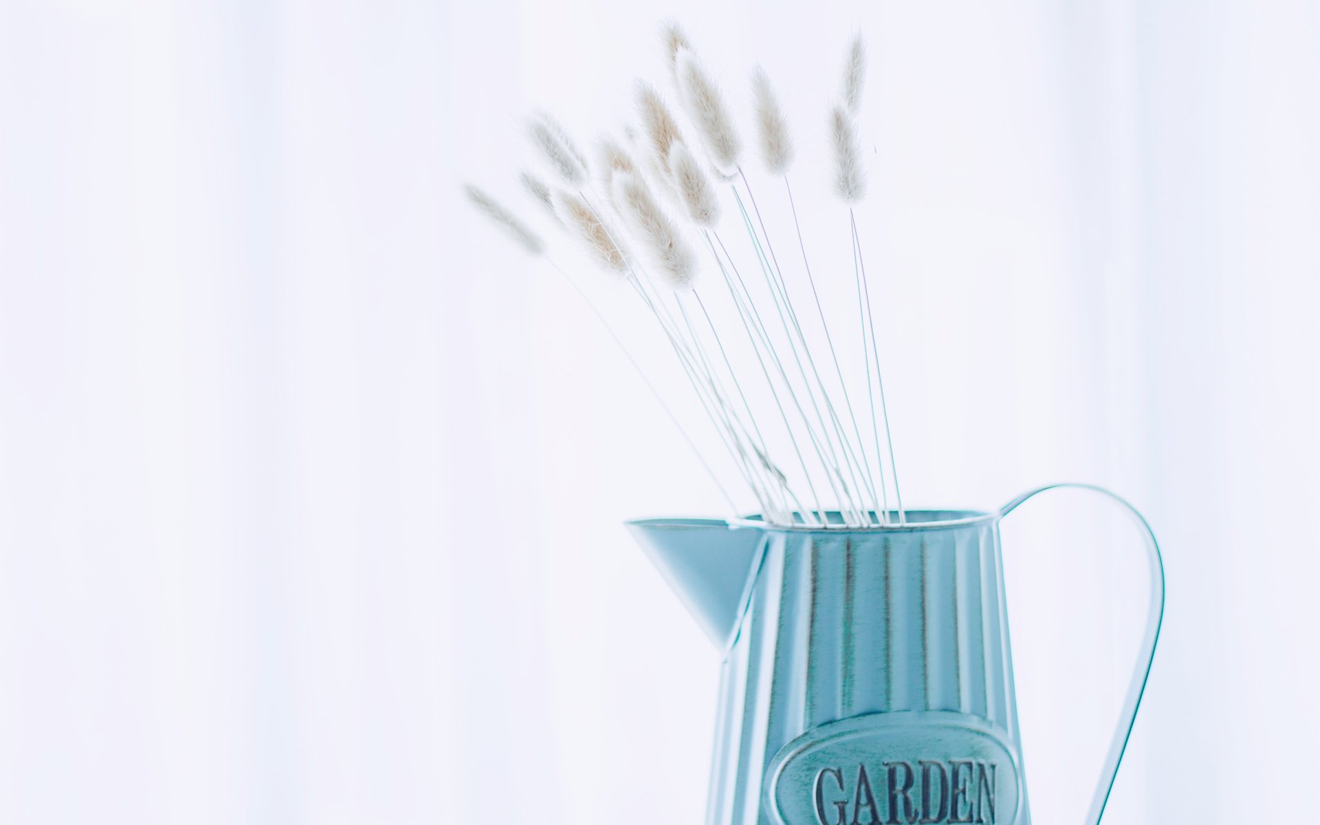 小清新,静物写真,狗尾草