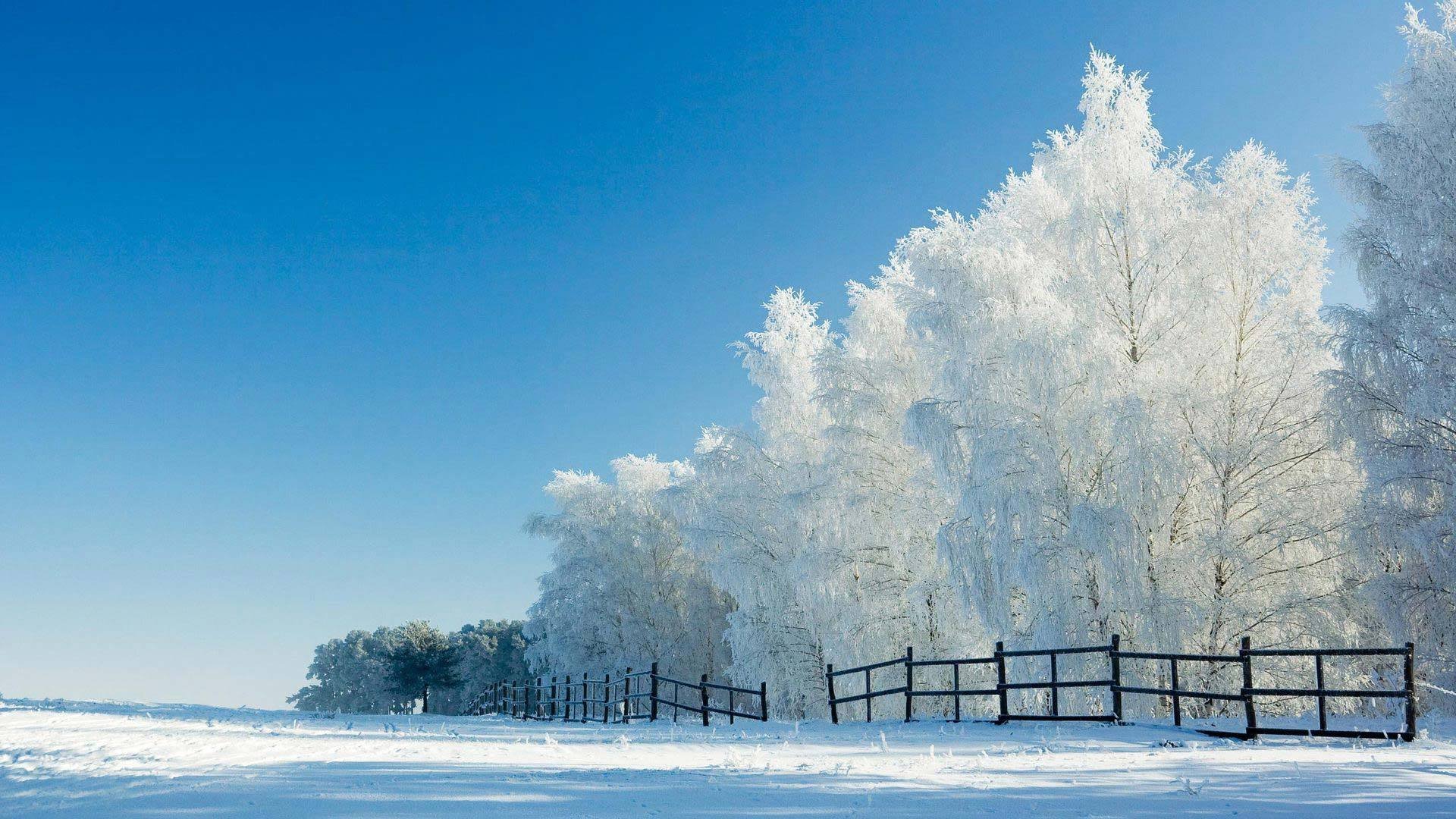 风景,冰天雪地,雾凇