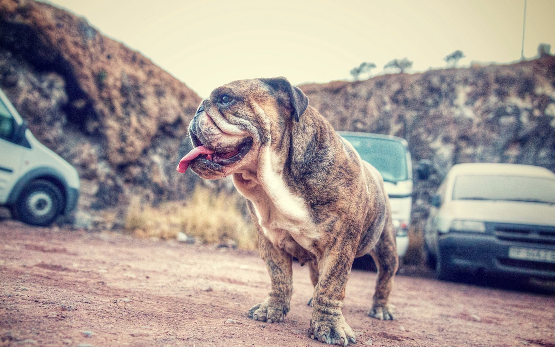 萌宠,动物,汪星人,狗