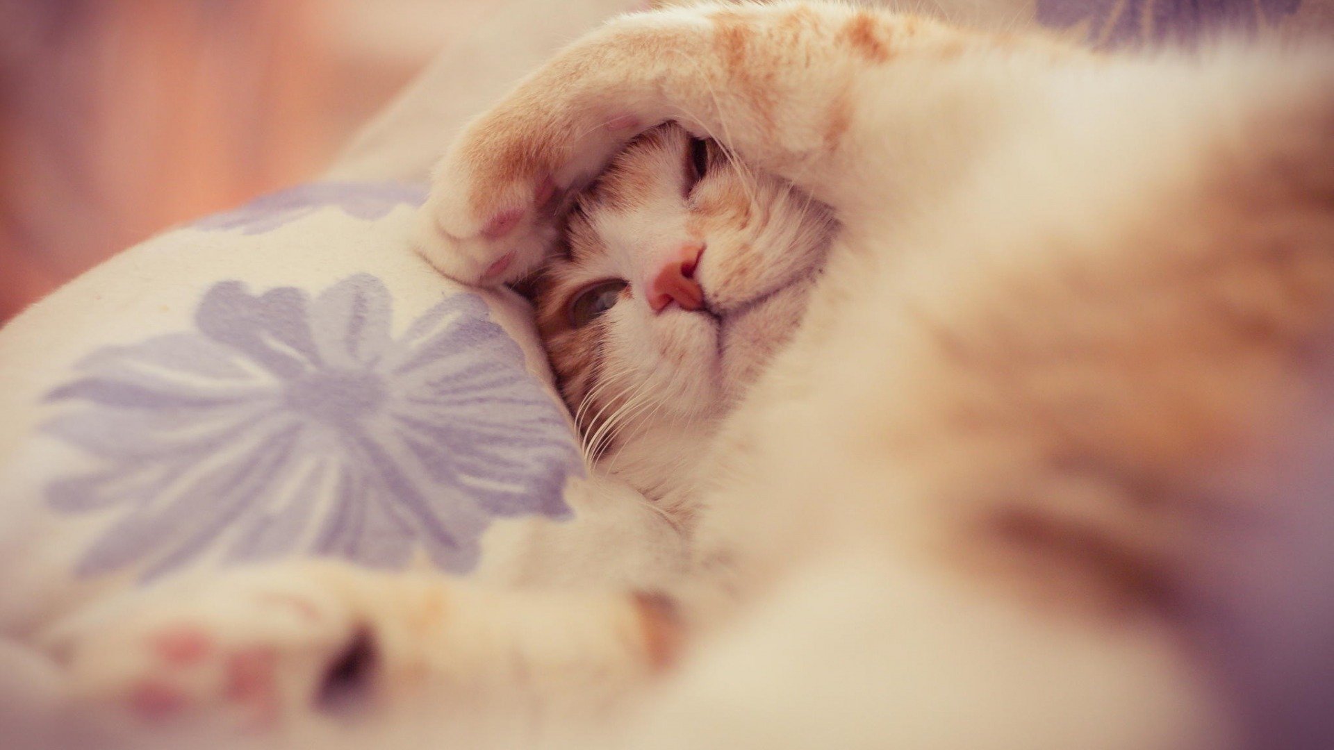 萌宠,动物,喵星人,猫